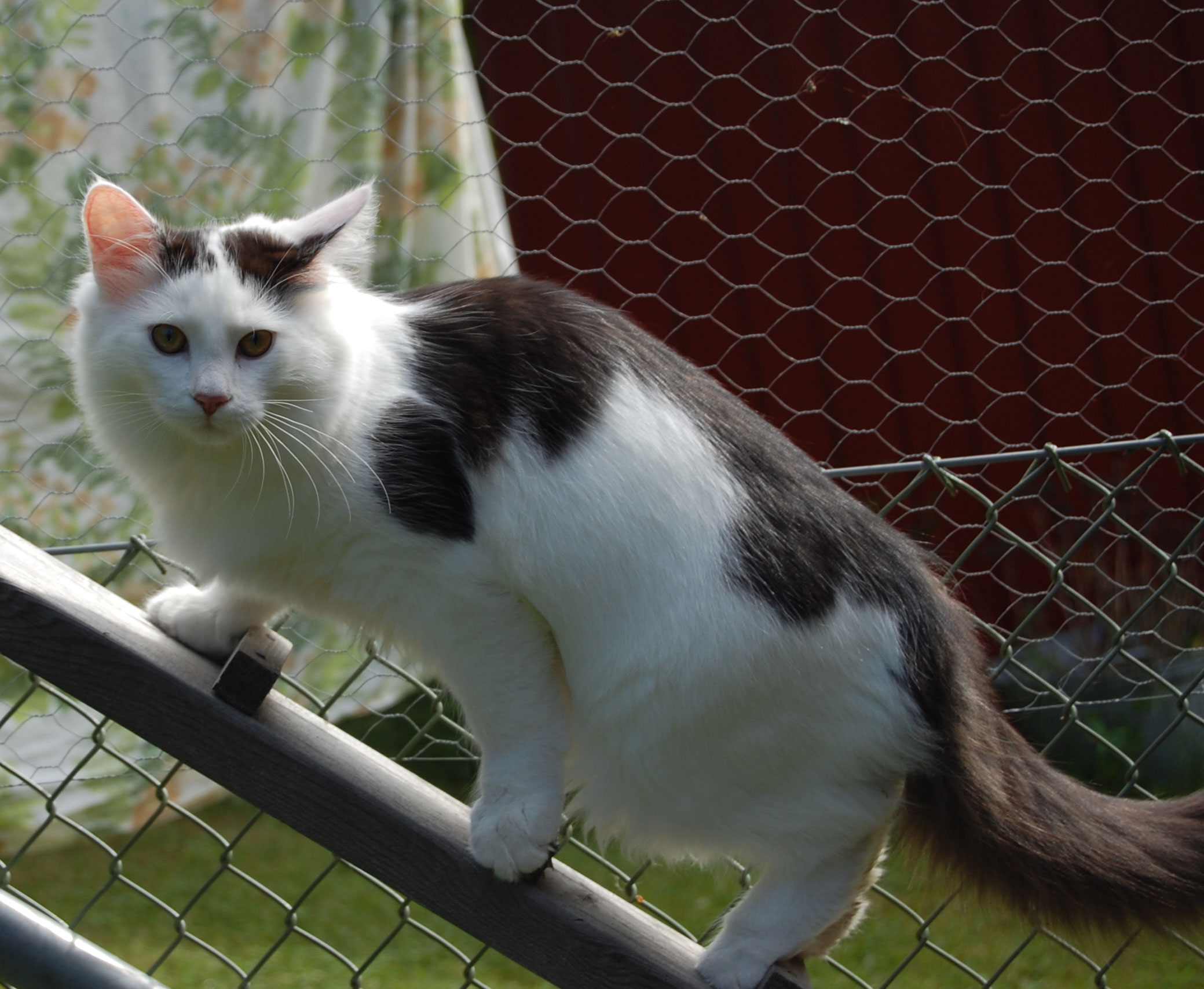 sibirisk katt