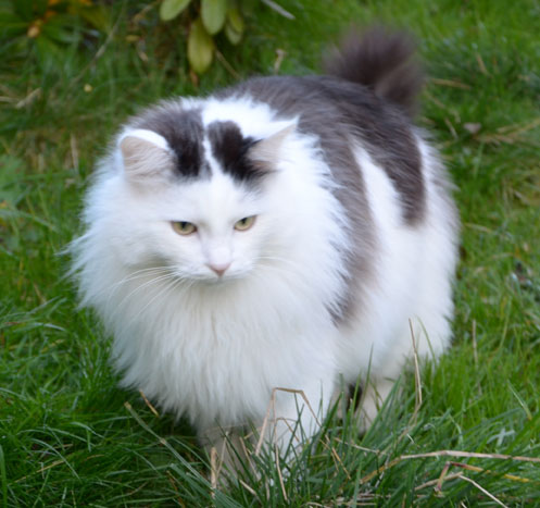 sibirisk katt