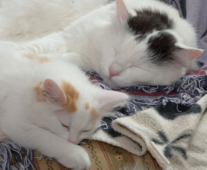 sibirisk katt Junior Mozart
