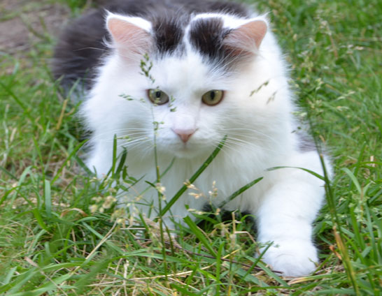 sibirisk katt Junior