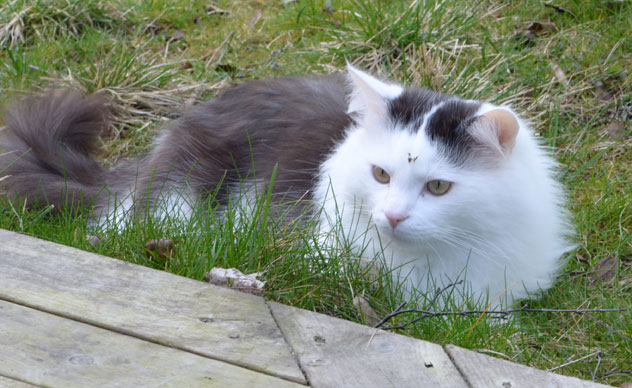 sibirisk katt Junior