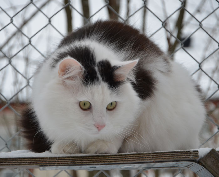 sibirisk katt Junior