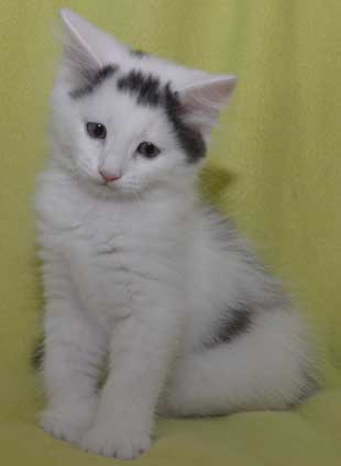 sibirisk katt Walker