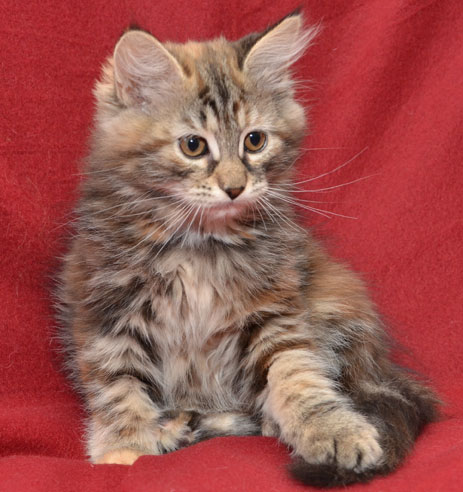 sibirisk kattunge Belinda