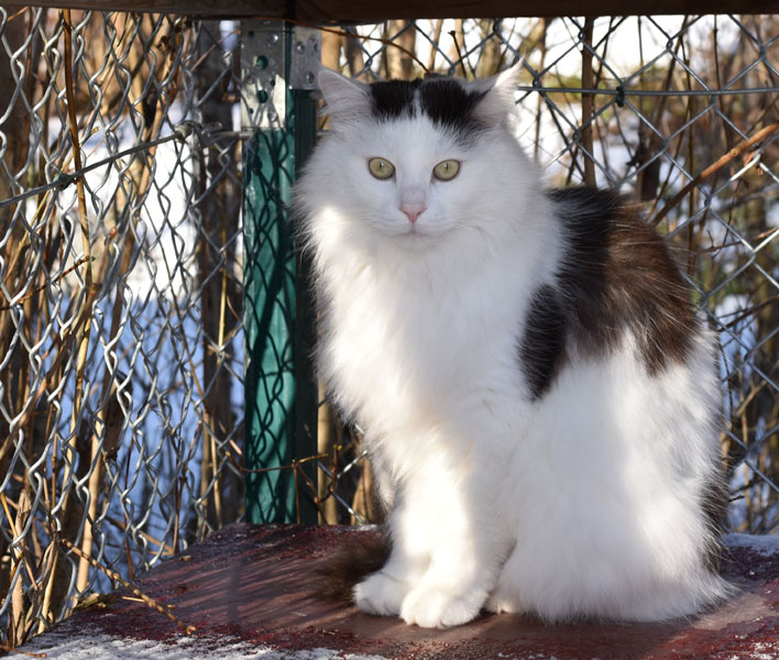 sibirisk katt Junior