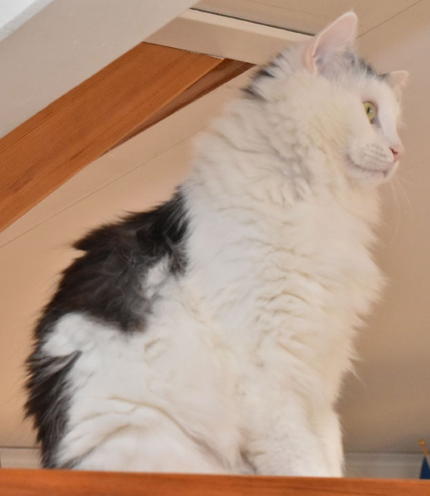 sibirisk katt Junior