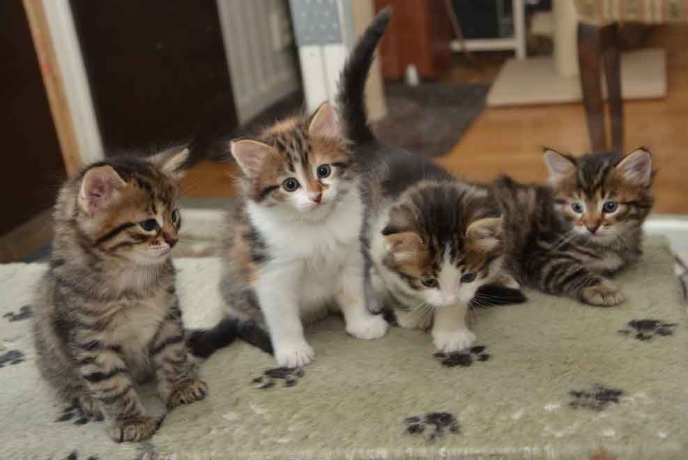 sibirisk kattunge Hh-kull