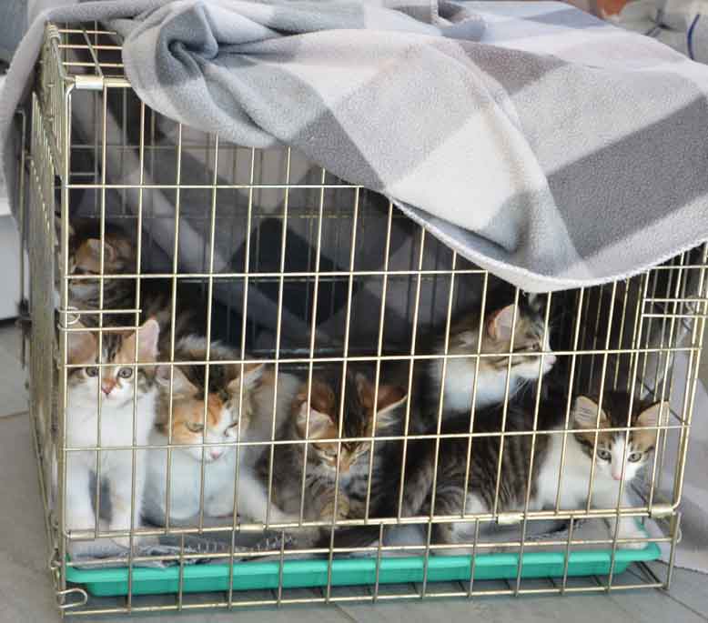 sibiriska kattungar Hh-kull