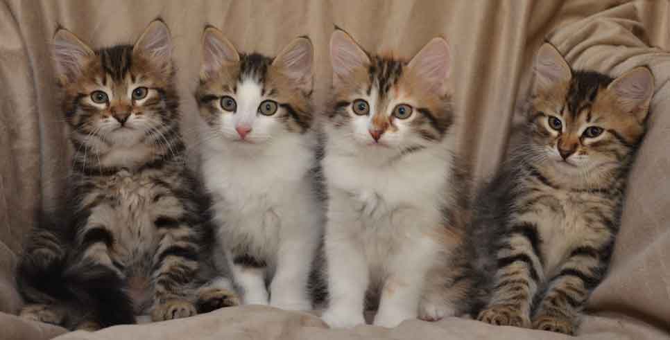 sibirisk kattunge Hh-kull