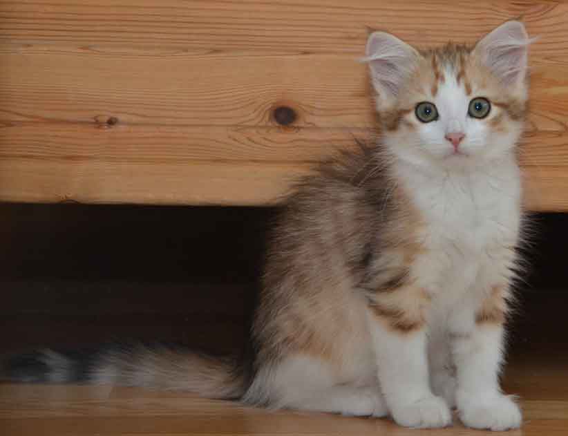 sibirisk kattunge Geisha