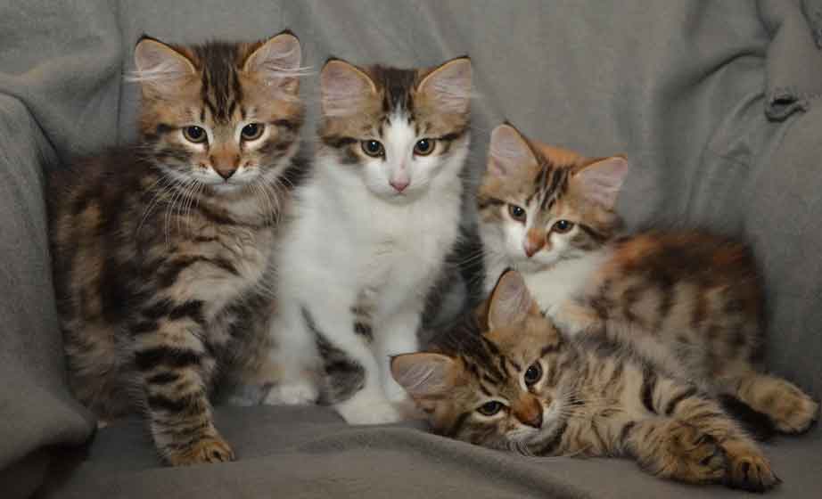 sibiriska kattungar Hh-kull