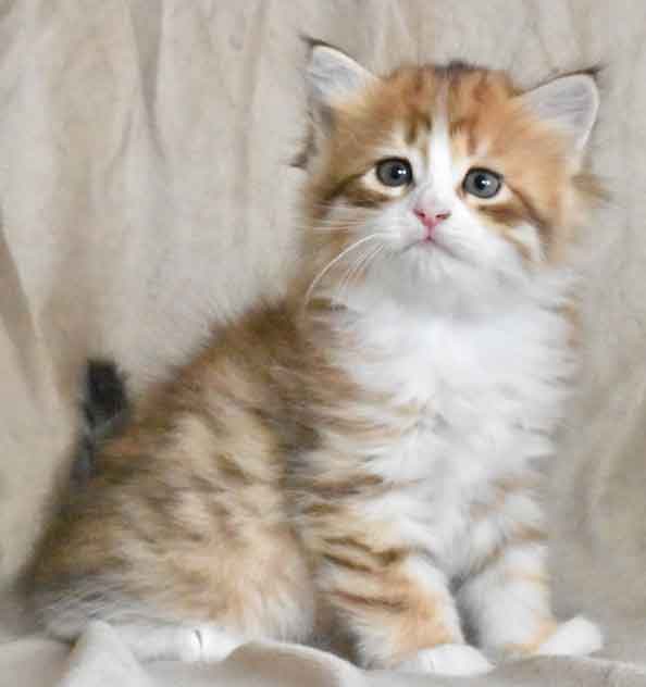 sibirisk kattunge Io