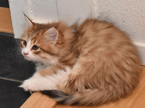 sibirisk kattunge Io