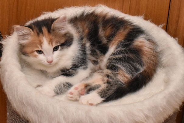 sibirisk kattunge Katja