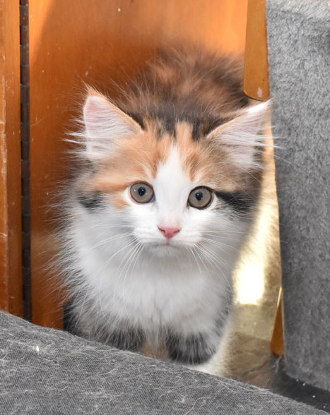 sibirisk kattunge Katja