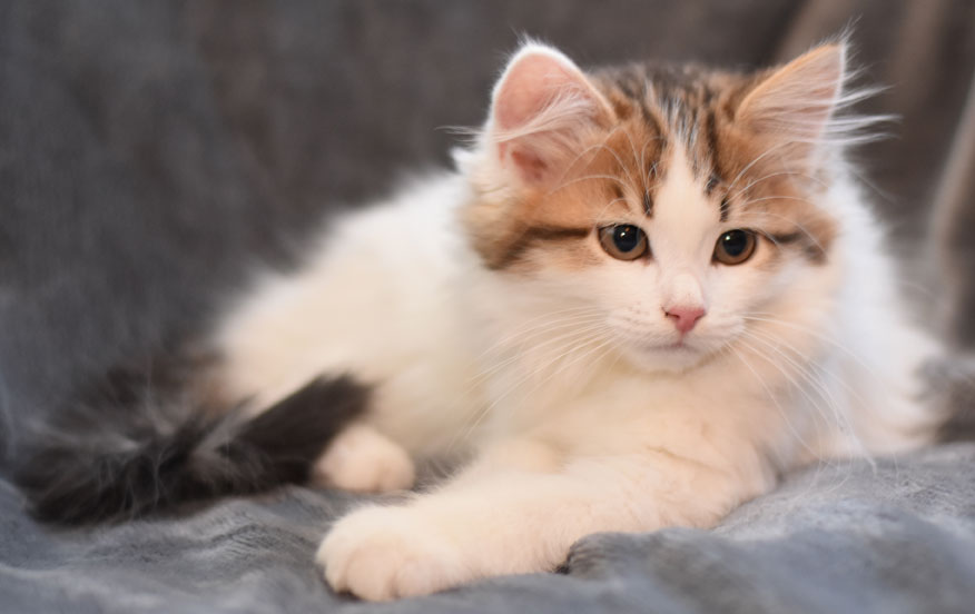 sibirisk kattunge Katz
