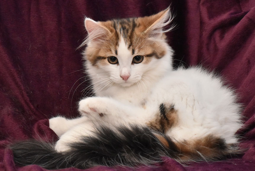 sibirisk kattunge Katz