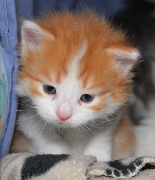 sibirisk kattunge Pollux