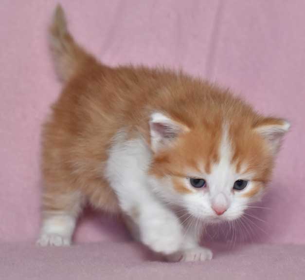 sibirisk kattunge Pollux