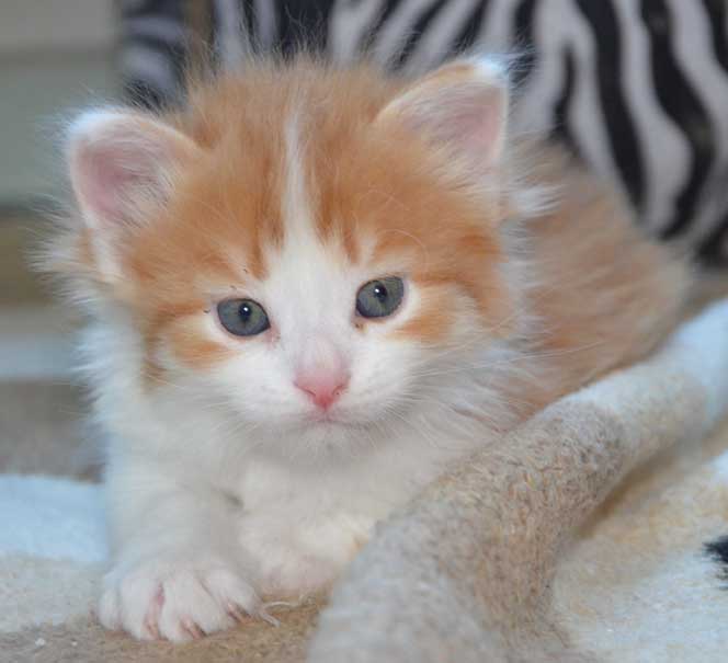 sibirisk kattunge Pollux