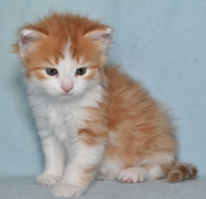 sibirisk kattunge Pollux