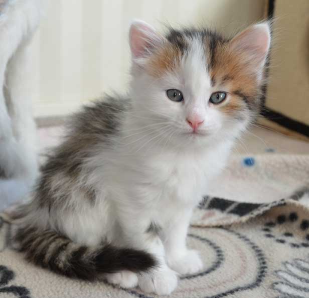 sibirisk kattunge Puck