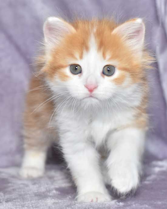 sibirisk kattunge Pollux