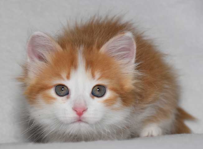 sibirisk kattunge Pollux