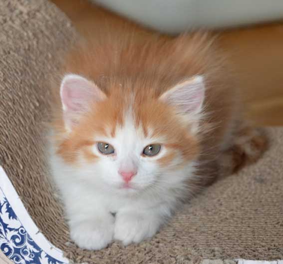 sibirisk kattunge Pollux