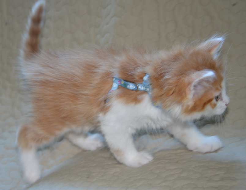 sibirisk kattunge Pollux