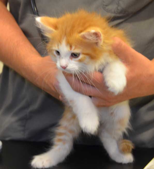 sibirisk kattunge Pollux