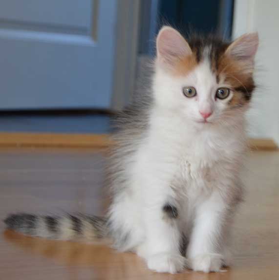 sibirisk kattunge puck