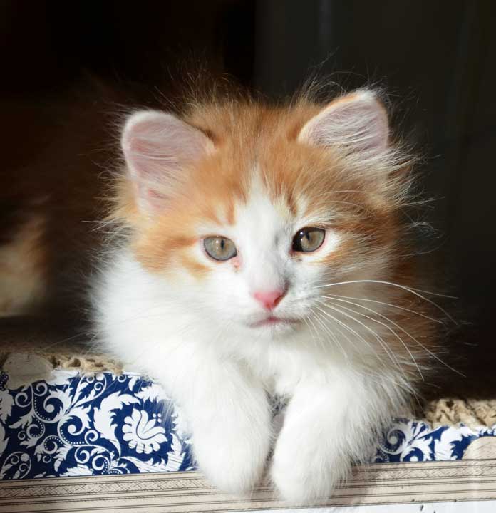 sibirisk kattunge Pollux
