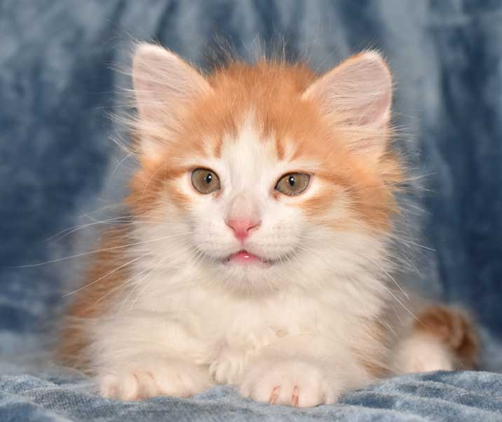 sibirisk kattunge Pollux