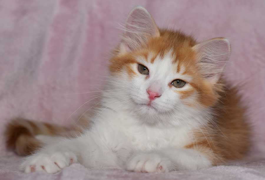 sibirisk kattunge Pollux