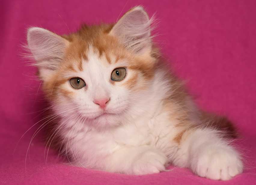 sibirisk kattunge Pollux