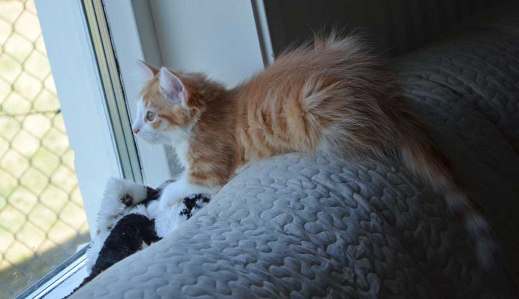 sibirisk kattunge Pollux