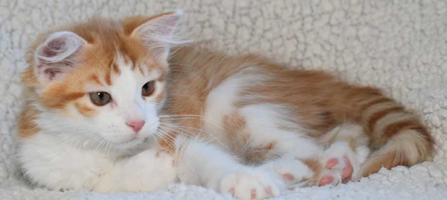 sibirisk kattunge Pollux