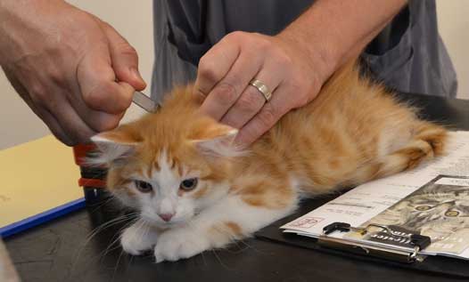 sibirisk kattunge Pollux