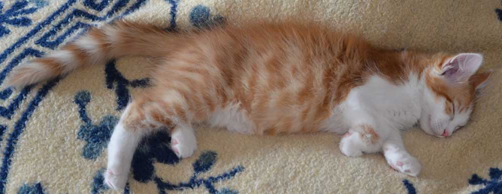 sibirisk kattunge Pollux