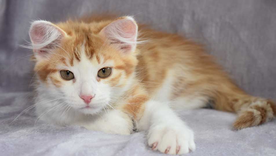sibirisk kattunge Pollux