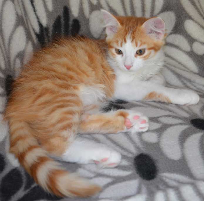 sibirisk kattunge Pollux