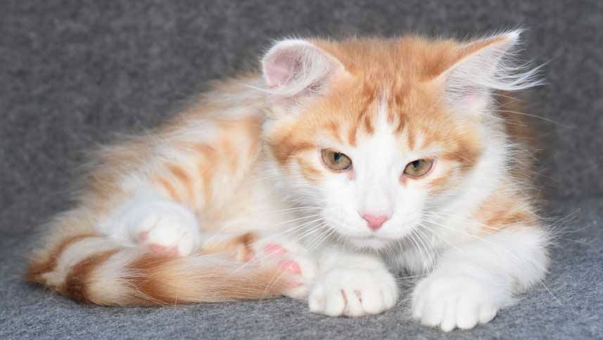 sibirisk kattunge Pollux