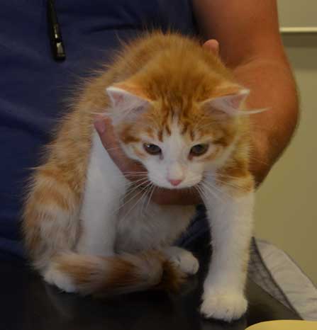 sibirisk kattunge Pollux