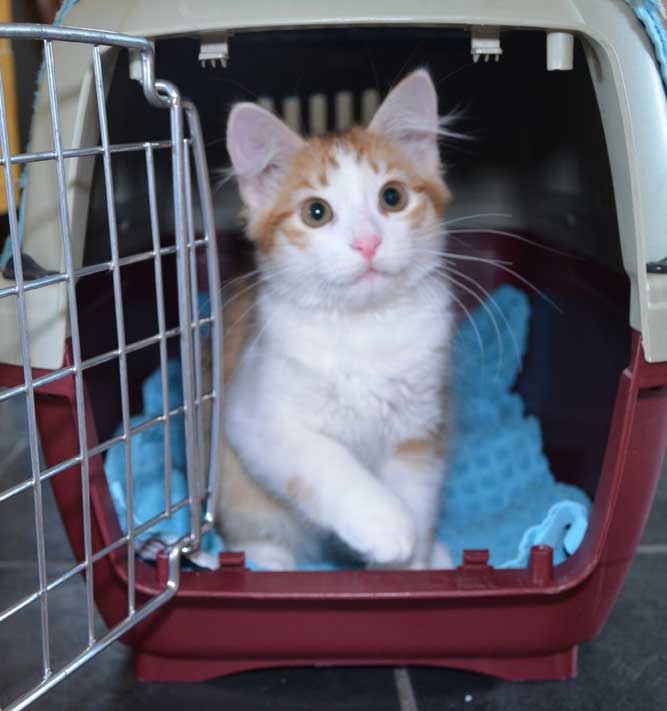 sibirisk kattunge Pollux