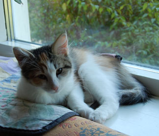 sibirisk katt