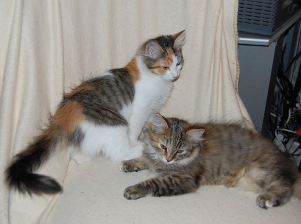 sibirisk katt