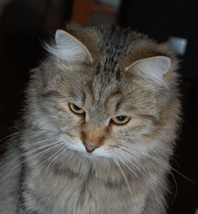 sibirisk katt