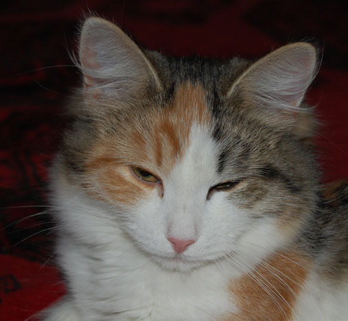 sibirisk katt