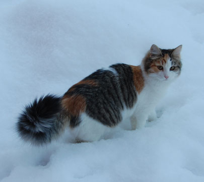 sibirisk katt